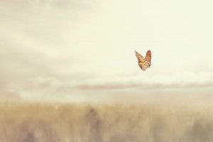 Intuition