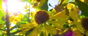 Vitamin D - Symptome und Auswirkungen auf die Psyche